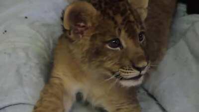 Lion cub gives his best roar