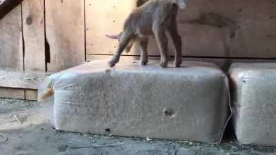 Newborn Goat Hector Makes Friends with Barn Kittens