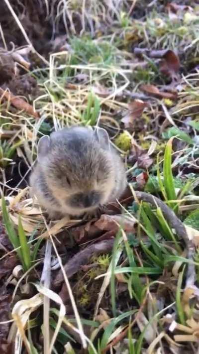 Baby Pika calling, and the little shiver.