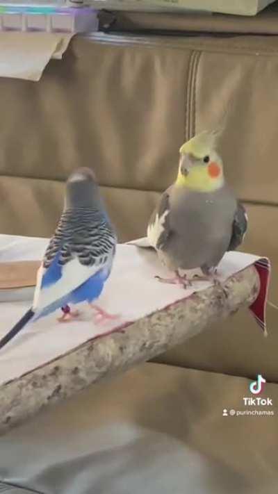 Budgie invites Tiel to dance