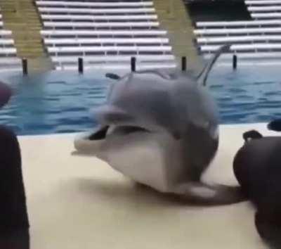 The happiest Dolphin you'll ever see!