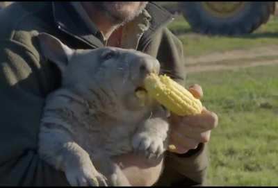 Pete, a southern hairy-nosed wombat, getting a snack during his wellness checkup