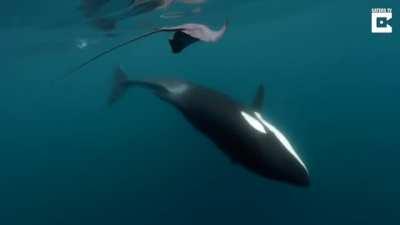 An Orca tail slapped an oblivious stingray