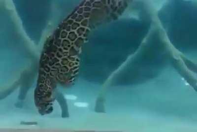 Jaguars are excellent swimmers