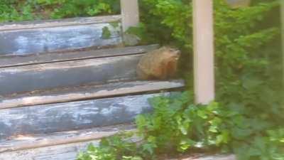 a groudhog out back was talking to the birds