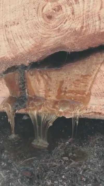 Eastern white pine tree absolutely oozing sap