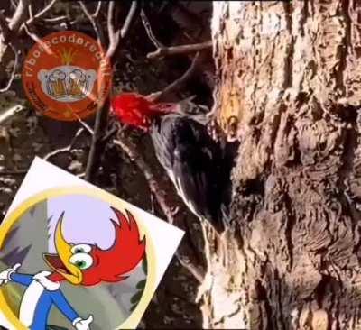 woody woodpecker