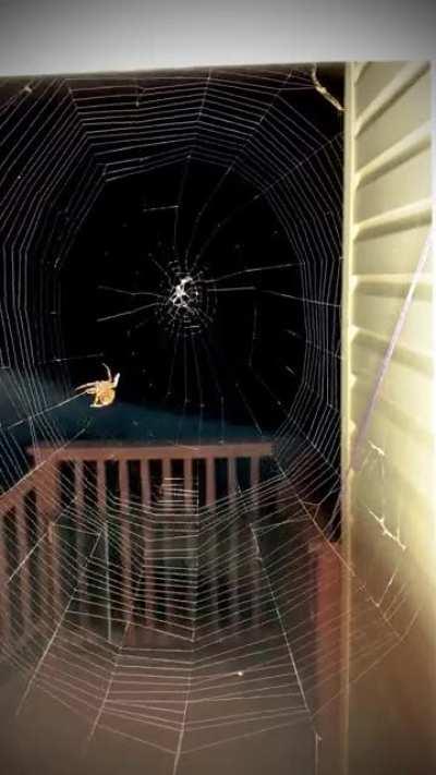 Orb Weaver, weaving her deadly trap