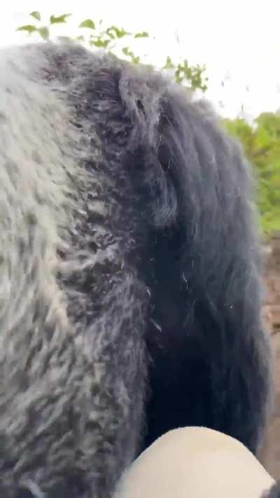 Large Silverback lets humans know they are guests in his territory.