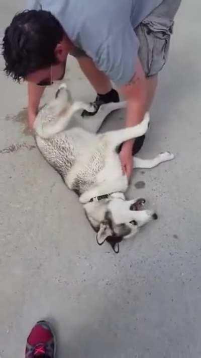 HUSKY THROWS TANTRUM - DOESN'T WANT TO LEAVE THE PARK