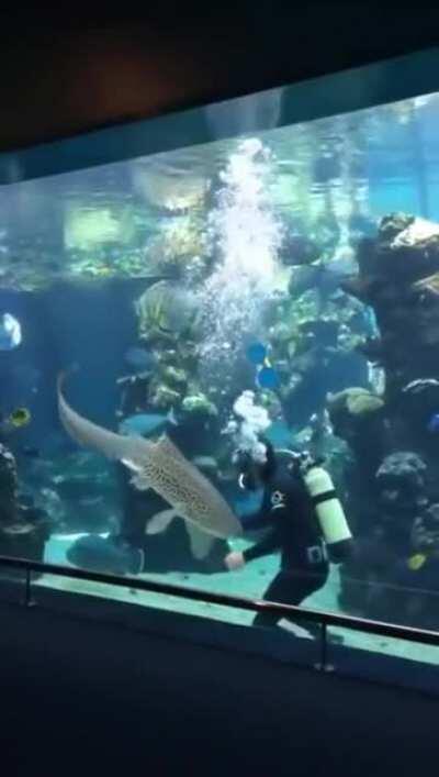 Zebra Shark bothers Diver trying to clean the tank until it gets belly scritches