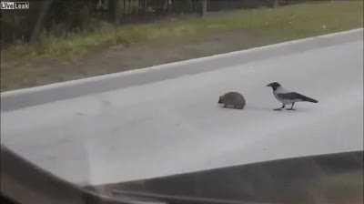 Bird explaining to hedgehog that it has to cross the road so it doesn't die