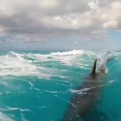 🔥 Dolphin enjoying his ride