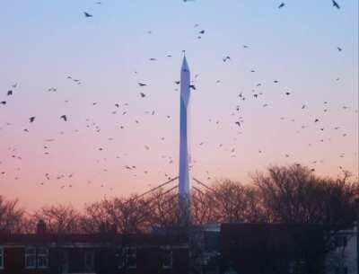 Sunset Birds