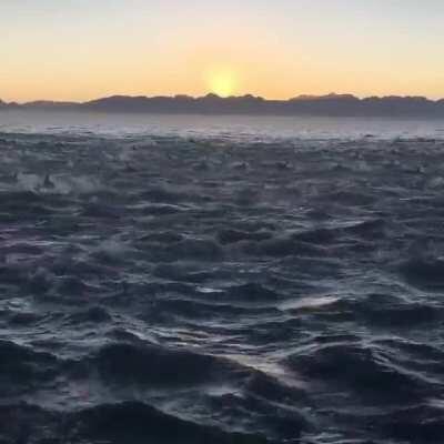 🔥 Thousands of common dolphins swimming next to the boat