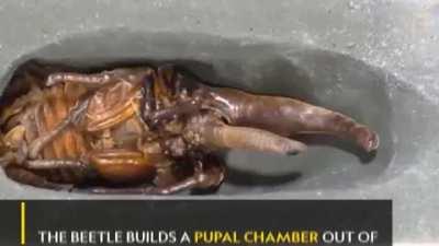 Watch a Hercules Beetle metamorphosis (cross post from r/badassanimals)