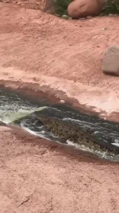 satisfying alligator sliding