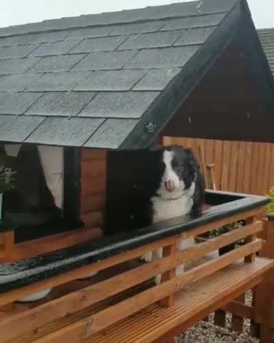 Maya's owner built her a luxury log cabin