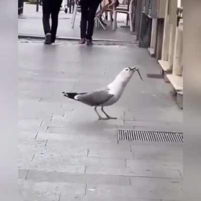 In case you haven’t seen a seagull devouring a giant rat, here it is