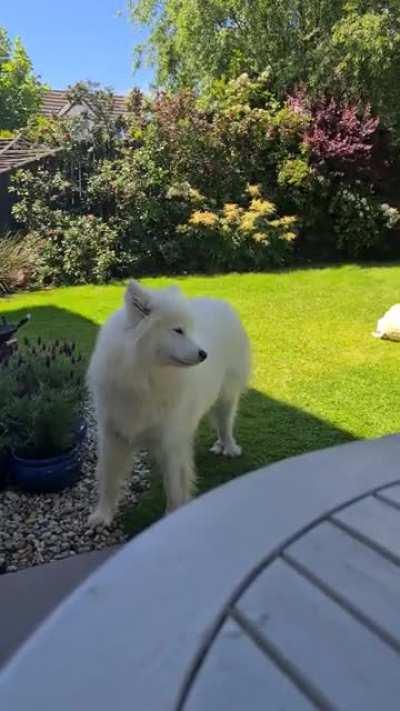 awoos for the ice cream van