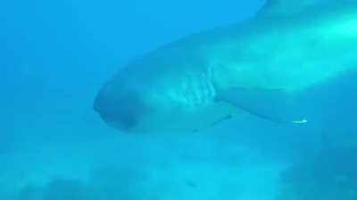 🔥 Scuba diver encounters an incredibly rare megamouth shark 🔥