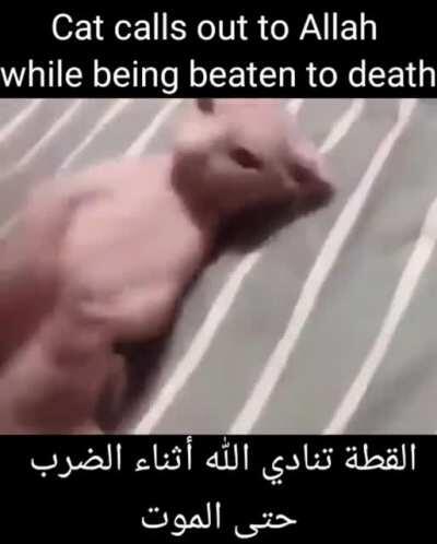 😮😮😮Cat scream for allah قطة الله تصرخ🐱🐱🐱😮😩