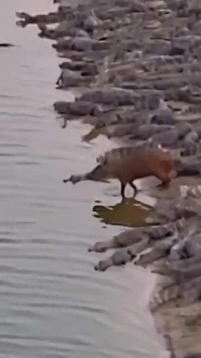 Capybara existing peacefully among hundreds of crocodiles