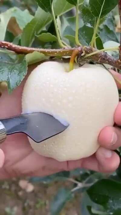 Snow white Asian Pear looks like an 'albino apple'