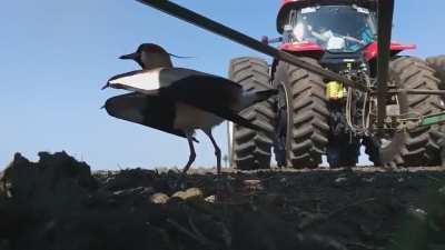 🔥 Brave bird isn't going to let a big tractor mess with their nest