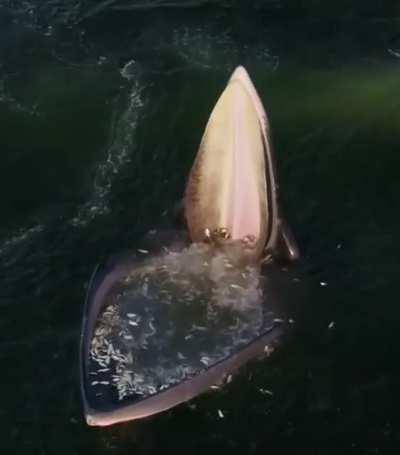 🔥 An Eden's Whale trap feeding in the gulf of Thailand