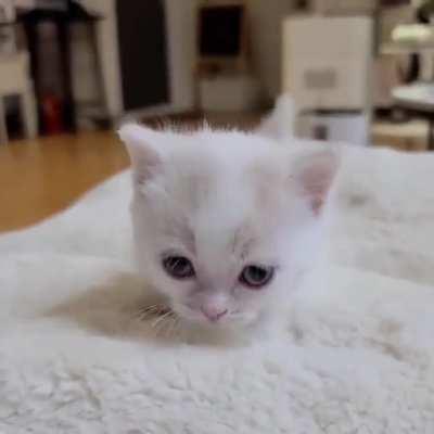 smol meow