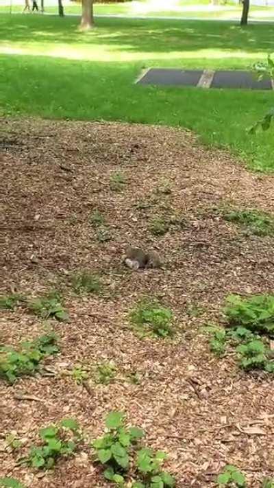 squirrel trying to open a bottle.