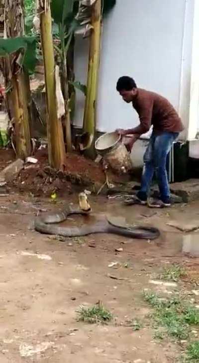 Man Helps King Cobra cool down in 47°c scorching unbearable heat.