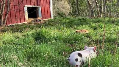 Piglet zoomies!