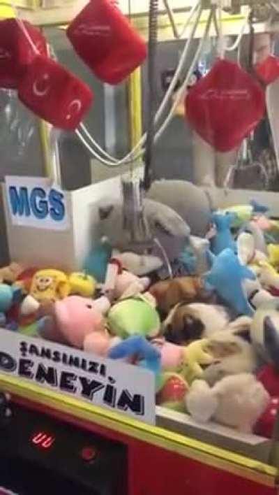 Cute cat having some nap in vending machine