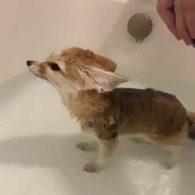 A nice fox bath