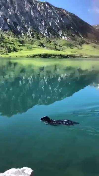 Going for a swim in crystal clear water.