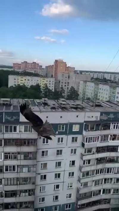 Bird catches treat in mid-air.