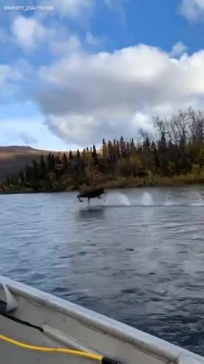 A moose running on water.