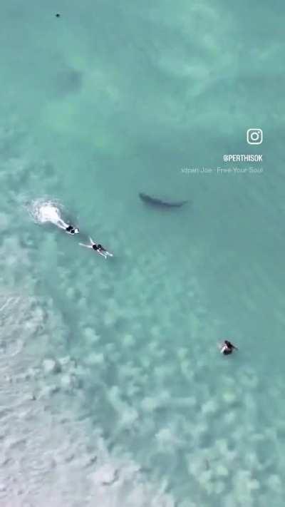 Large tiger shark swims with bathers at Perth beach