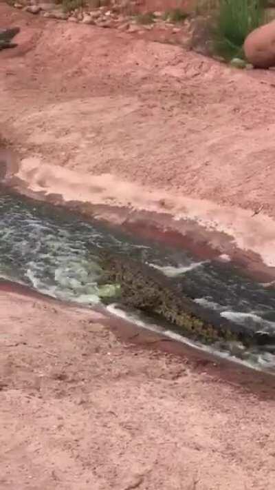 They love to slide down the river.