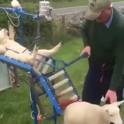 Vaccinating sheep