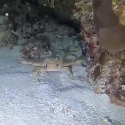 🔥 This little crab waving at the scuba diver