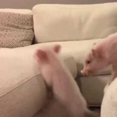 cUtE piGlEtS dIe BeInG fOcRcEd To jUmP gIaNt ChAsM!!!