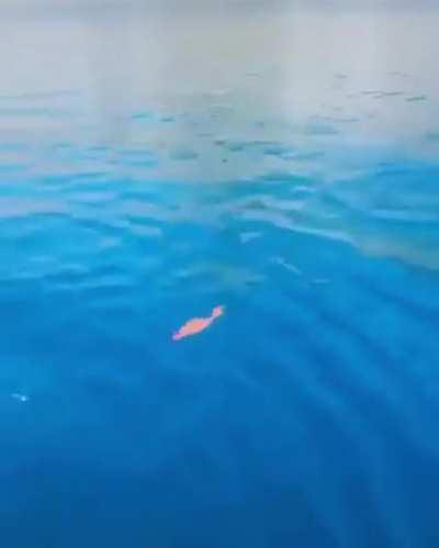 Diver makes friends with small fish