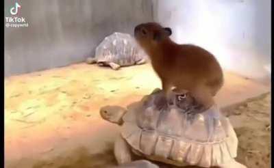 Capybara riding turtle