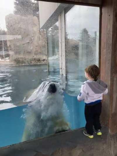 My son just wanted to see the polar bear