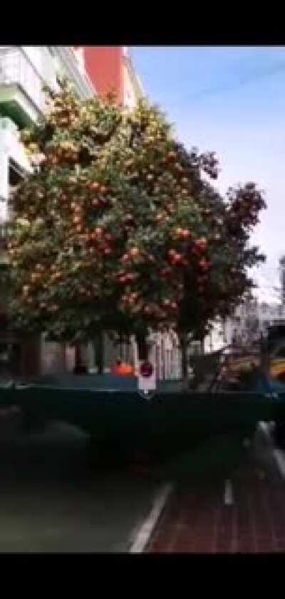 Orange picking machine.