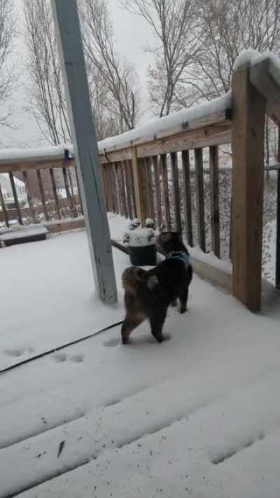 My cat Surprise going out in the snow for the first time this season. She has a harness on because she will jump off the deck otherwise.