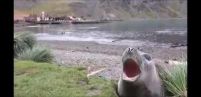 Mom can we go see the seals? We got seals at home. The seals at home: